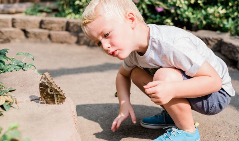 Little boy looking at a butterfly outside